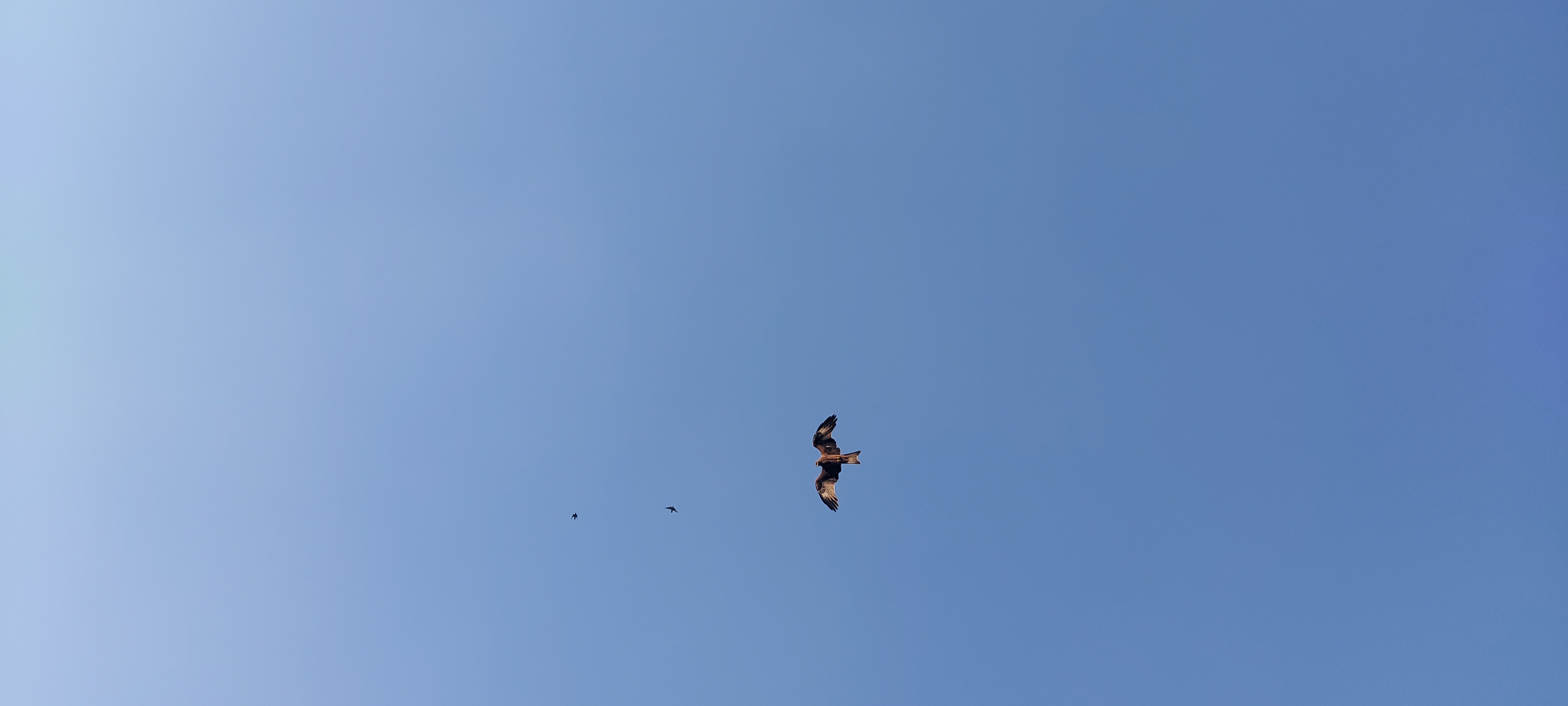 The loose and the natural